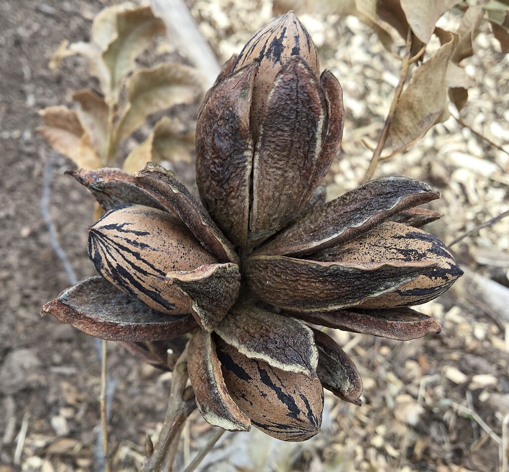 Photo of a cluster of dark-streaked nuts in their shells.